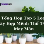 Loại Cây Hợp Mệnh Thổ 1991 May Mắn