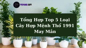 Loại Cây Hợp Mệnh Thổ 1991 May Mắn